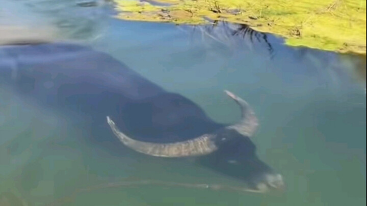 I’m a water buffalo. I’m called a water buffalo not because I love drinking water, and by the way, I