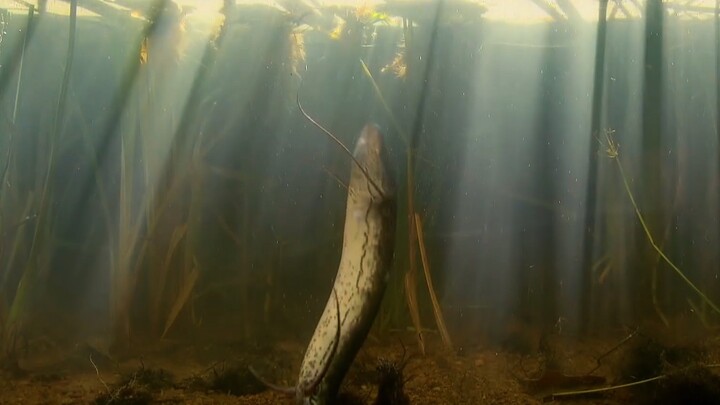 “这条误入水中的鱼快被淹死了”