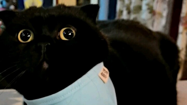 A cat who only likes to hatch black eggs! The last photo in the video is Sui Sui's ugliest one!