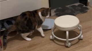 The new scratching post can't sharpen claws anymore, huh?