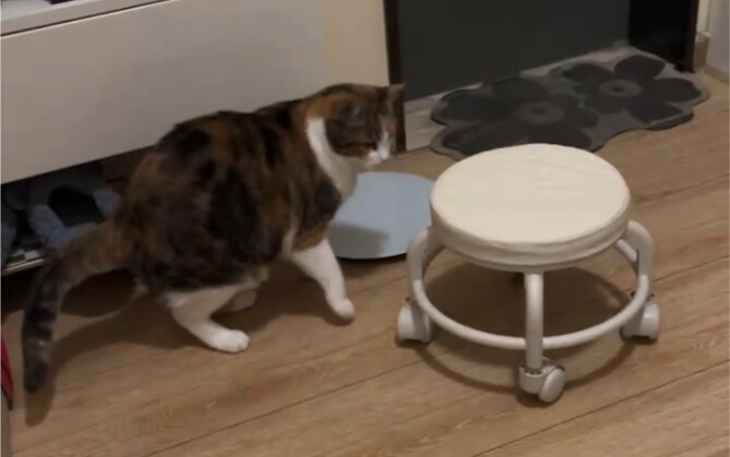 لا يمكن شحذ المخالب على المقعد الجديد بعد الآن، أليس كذلك؟