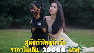 5 สุนัขน่ารักตัวใหญ่ พันธุ์ต่างๆ ราคาไม่เกิน 30000 บาท