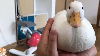 Very Cute and Hilarious Duck Videos Compilation CuteVN