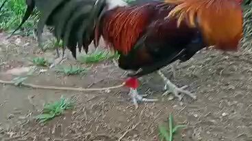 Our 12year old broodcock gelmore origenally from cebu/leyte...