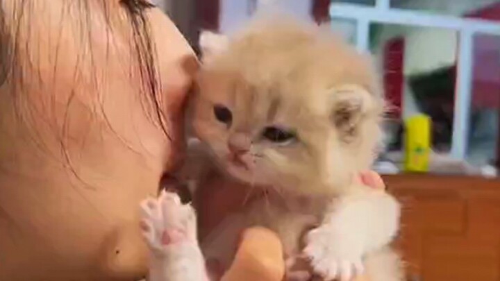 يا قطّة صغيرة، هل تعرف أمّك كم أنتِ لطيفة؟