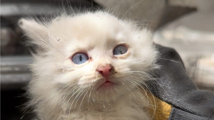 Tay cầm, bóp chặt một ổ trong cống thoát nước