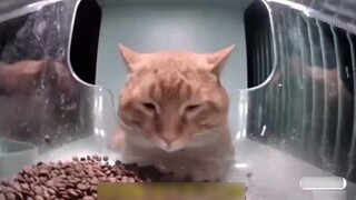 Freeze-dried brother only wants to eat freeze-dried food