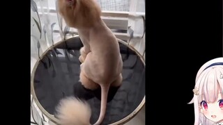 Lolita Jepang tercengang setelah menonton "Setelah potong rambut, dia terlihat seperti kucing yang b