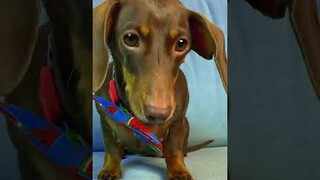 ЧАПУ ПОДСТАВИЛИ😲🐶