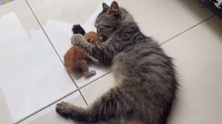 Induk Kucing membersihkan anaknya