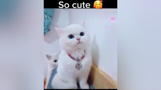 Nhà có 2 bé mèo siêu cute 🥰 mèo meo meocute meosieucute mèocute bemeocute chuyenchomeo xuhuong
