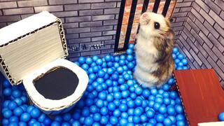 "Hamster maze escape"