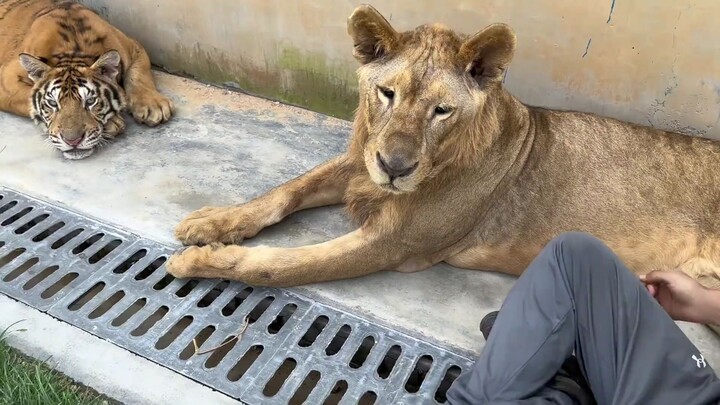 เจ้าของนอนทับบนตัวลูกสิงโตน้อย แล้วก็กรนเสียงดัง จนถูกเมินหน้าและโดนต่อยกลับไปชุดใหญ่ บอกเลยว่าโดนแบ