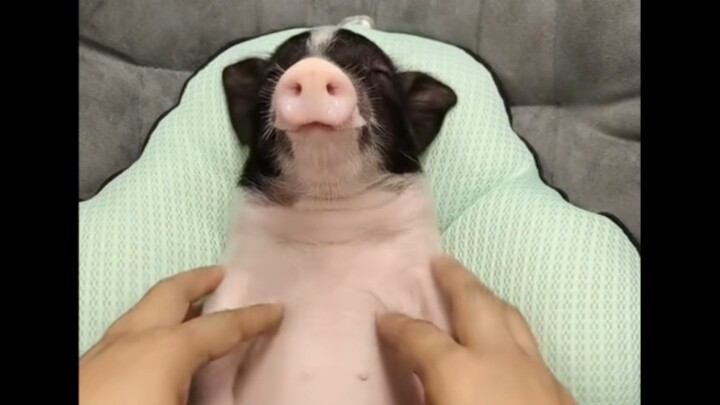 How to Make a Pig Fall Asleep