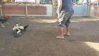 tupada  manok na pula.