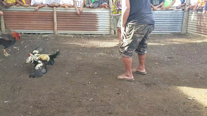 tupada  manok na pula.