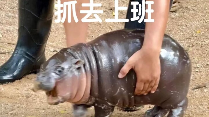 The bouncy pig is being bullied by the keeper, and mom just keeps stuffing her face—this pig is FURI