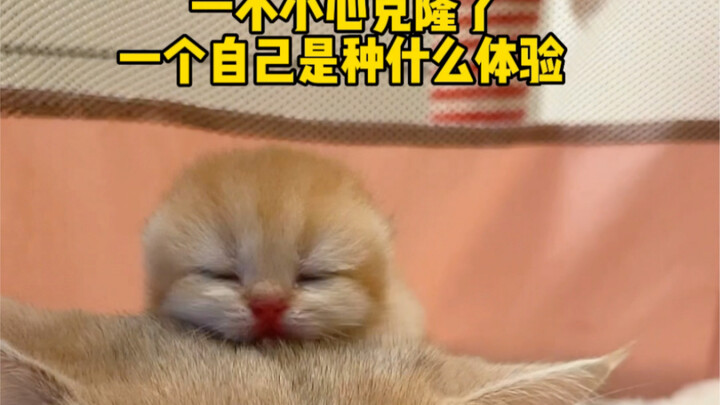 冰糖：终于有个像自己了