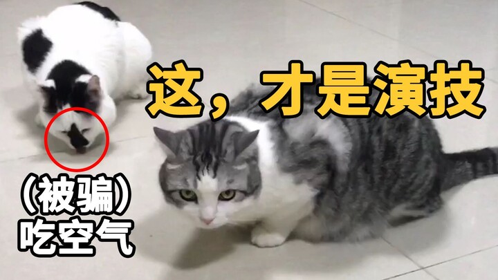 都来跟这只猫学演技！老戏骨就是如此吧…