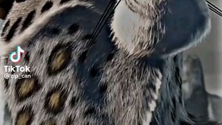 kung fu panda vs puss in boost