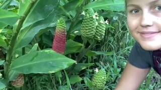Tanaman tropis "Red Ginger Ball", di mata orang Hawaii adalah "sampo alami"