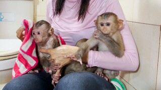 In the shower with mom, Lay Heang, Mino, and Coconut monkeys