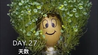 将奇亚籽种植在蛋壳上，延时摄影记录两个月的变化
