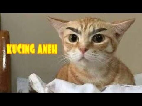 KUCING ANEH TAPI LUCU
