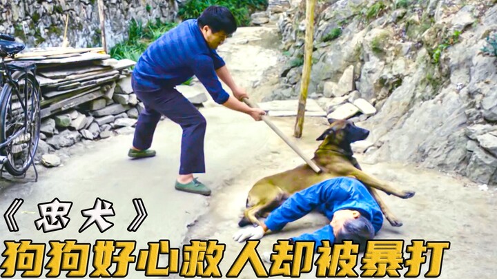Anjing menyelamatkan bocah yang terjatuh dari tebing, namun malah mendapat hajaran berat hingga nyaw
