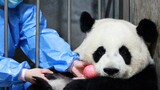 A red apple can be exchanged for a baby panda, fair trade is fair!