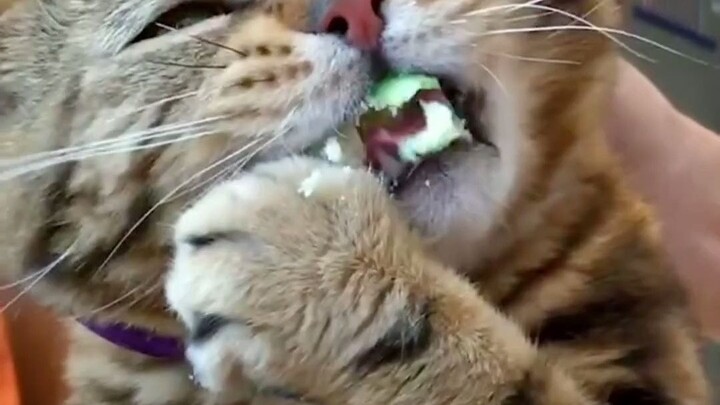 Mèo tham ăn trộm đồ ăn mà vẫn dễ thương đến thế!