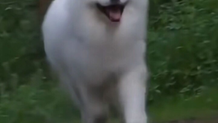 Baru kali ini lihat Samoyed tidak tersenyum