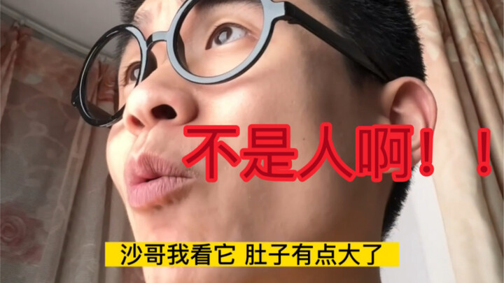 Did the mouse’s belly get bigger?