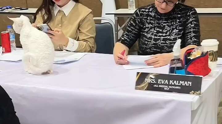 The kitten that was openly shown to the judges in the examination room fascinated the judges.