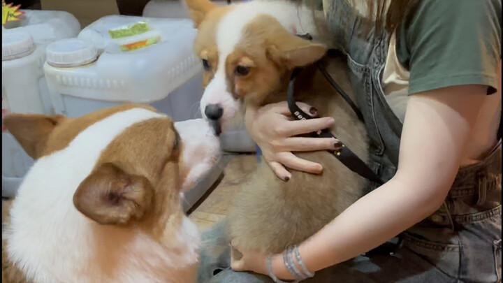 That brat’s picked a fight with me now!