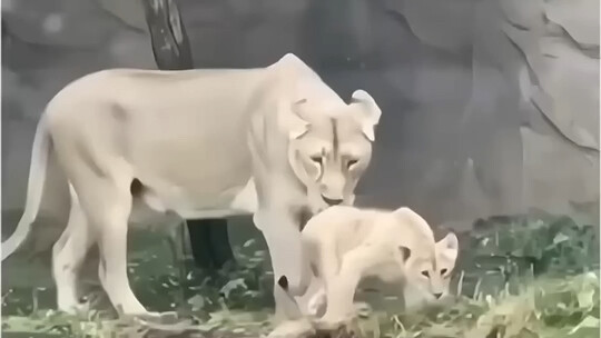 ฉากระทึก! สิงโตเผลอดันลูกน้อยตกลงไปในน้ำ