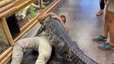 Cá sấu 2,6m ra khỏi chuồng và đi dạo xung quanh
