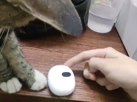 การตั้งค่าโปรแกรมที่ขัดแย้งกับมนุษย์ของเหมียวเอ๋อร์