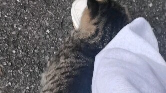 Stray cats! I’ve tied up a person!