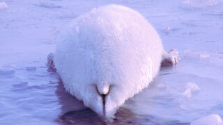 Baby Harp Seal: Mom, I want to learn to swim, but I’m scared to death!