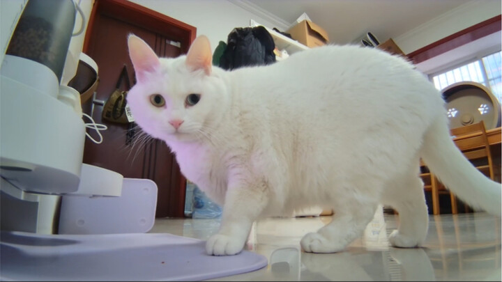 When your cat tries to blame his snack-stealing on a laggy internet connection…