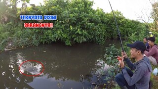 Mancing Nilem Babon Di Sungai Kecil Umpan Mendoan