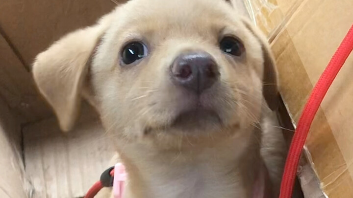 يا له من كلب مضحك! هذا الكلب بلا ذقن!