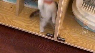 cute pet🤩