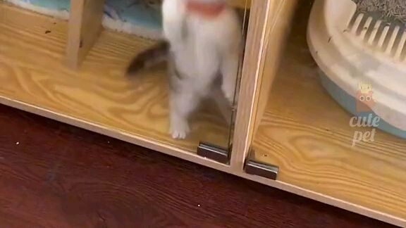 cute pet🤩