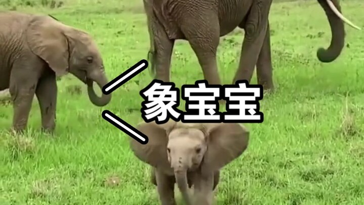 Betapa lucunya bayi gajah saat masih kecil