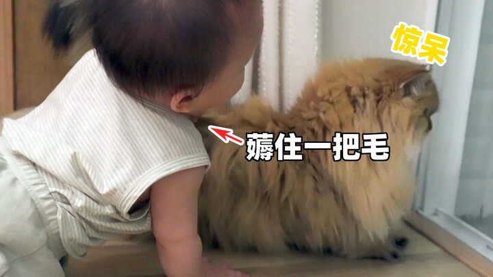 养了小婴儿以后，家里的猫狗的生活太难了...【两个人一条狗】