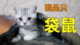 把小奶猫放口袋里能萌上100倍？小猫直接变小呆猫！