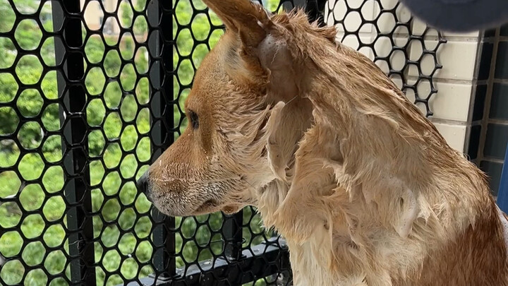 Tắm cũng không quên ngó con chó cái.