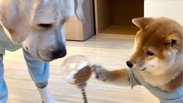 لابرادور مقابل شيبا إينو: من أكثر ذكاءً؟